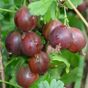 Sweet and juicy gooseberry variety Yubilyar