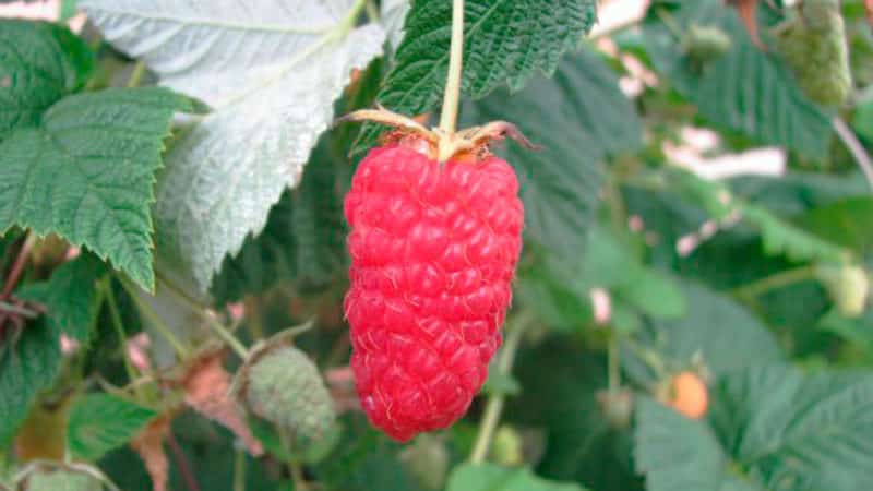 Raspberry varieties for the middle zone
