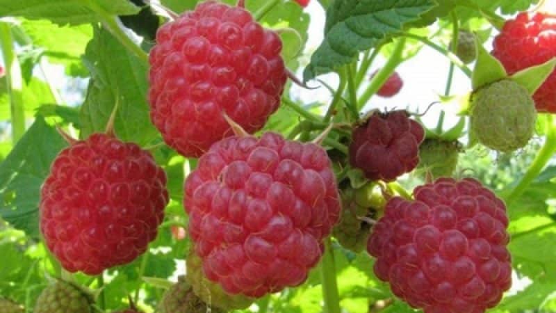 Instructions for caring for raspberries in the spring after winter and advice from experienced gardeners