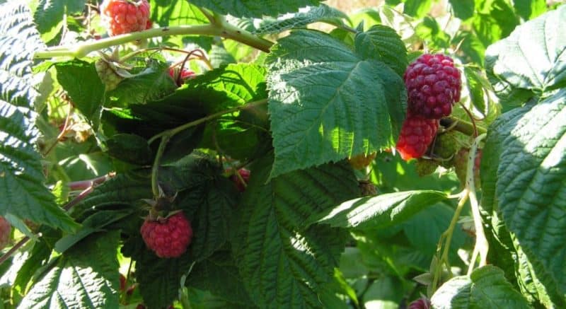 How to fertilize raspberry ash in summer: instructions