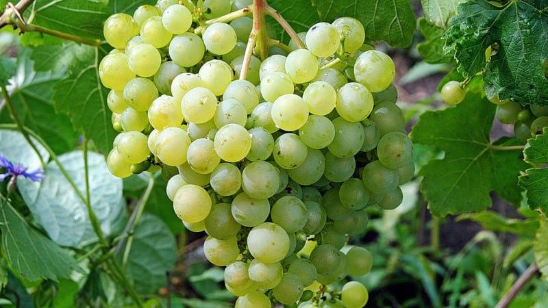 Dessert grape variety Aleshenkin, adored by gardeners