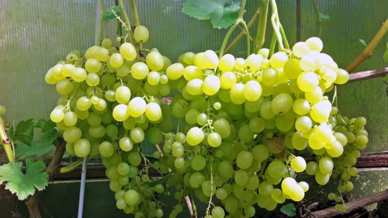 Dessert grape variety Aleshenkin, adored by gardeners