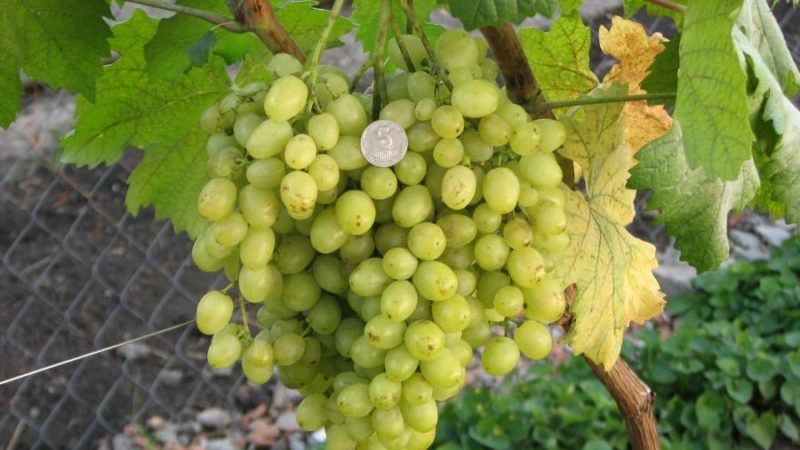 Dessert grape variety Aleshenkin, adored by gardeners