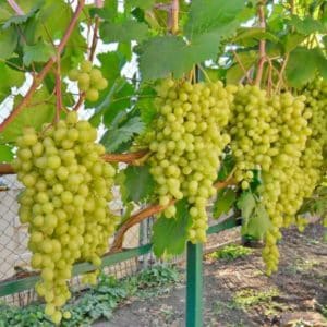 A selection of the best holistically sustainable grape varieties and recommendations for their selection