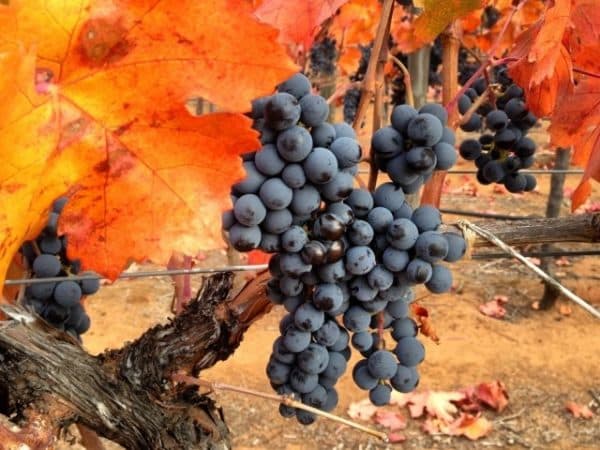 Unpretentious tasty grape variety Carménère