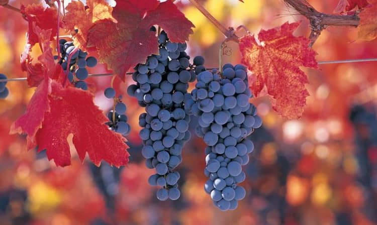 Unpretentious tasty grape variety Carménère