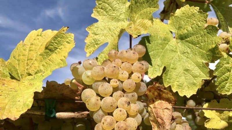 A very popular and tasty grape variety: Riesling.