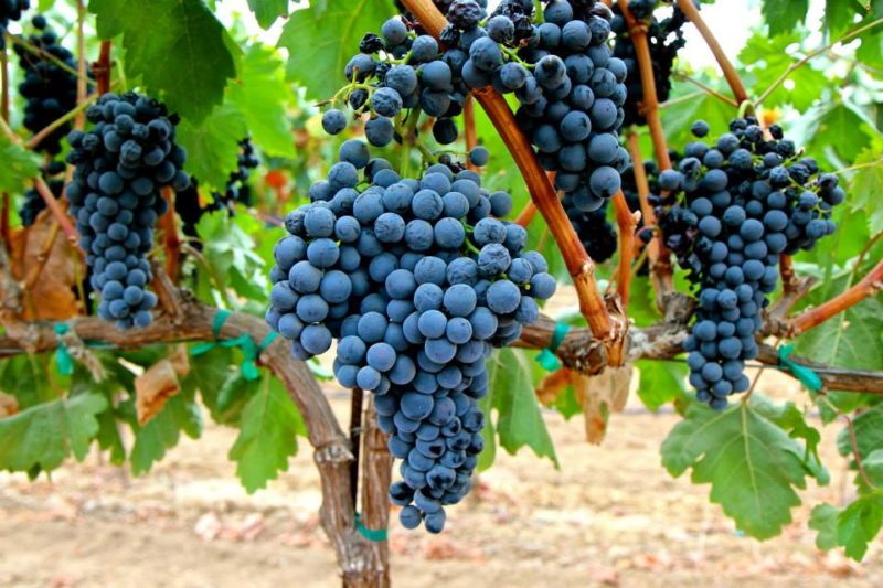 Famous low-calorie grape variety Tempranillo