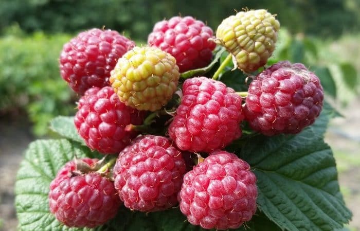 The best varieties of remontant raspberries for the Moscow region