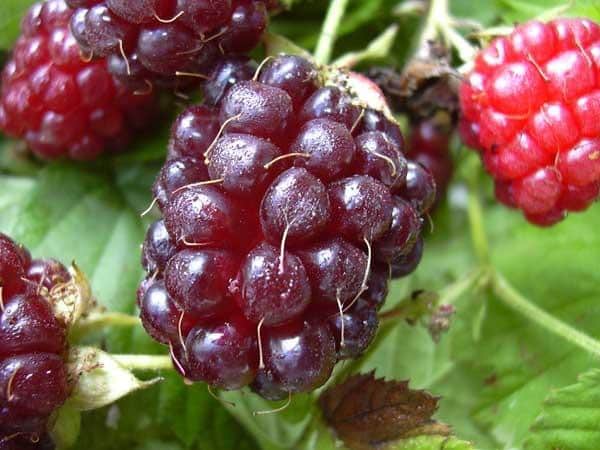 Raspberry varieties for the middle zone