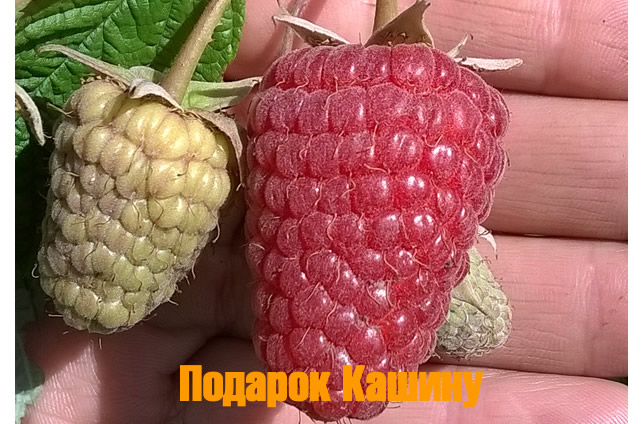 Raspberry varieties for the middle zone