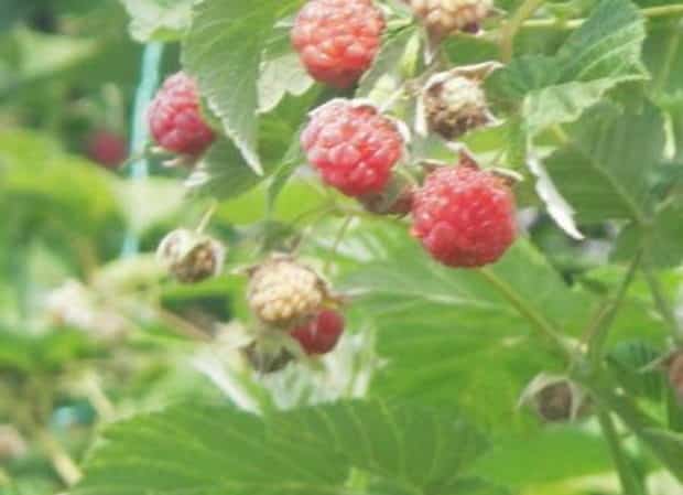 Raspberry varieties for the middle zone