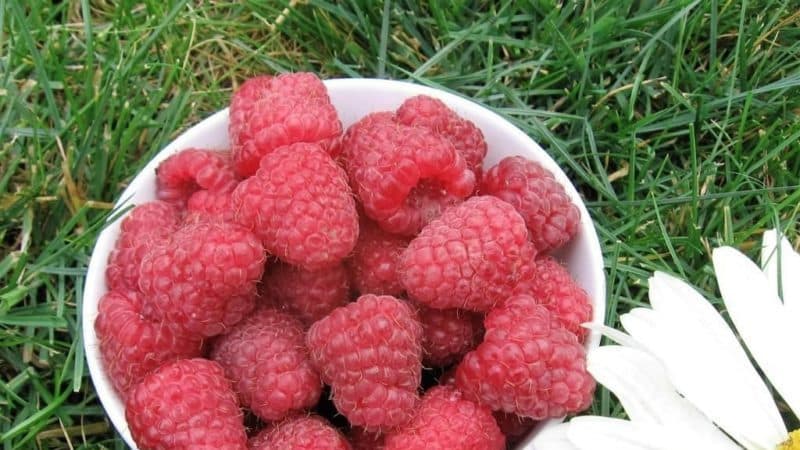 The best varieties of remontant raspberries for the south of Russia