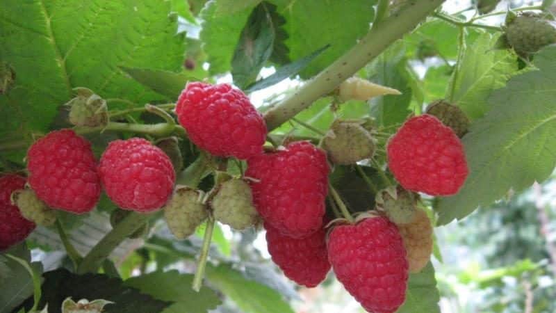 Raspberry varieties for the middle zone