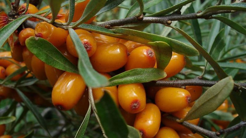 Variety of types and varieties of sea buckthorn