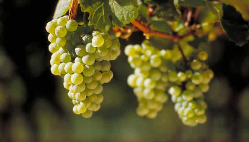 A very popular and tasty grape variety: Riesling.