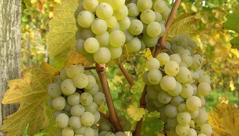 A very popular and tasty grape variety: Riesling.
