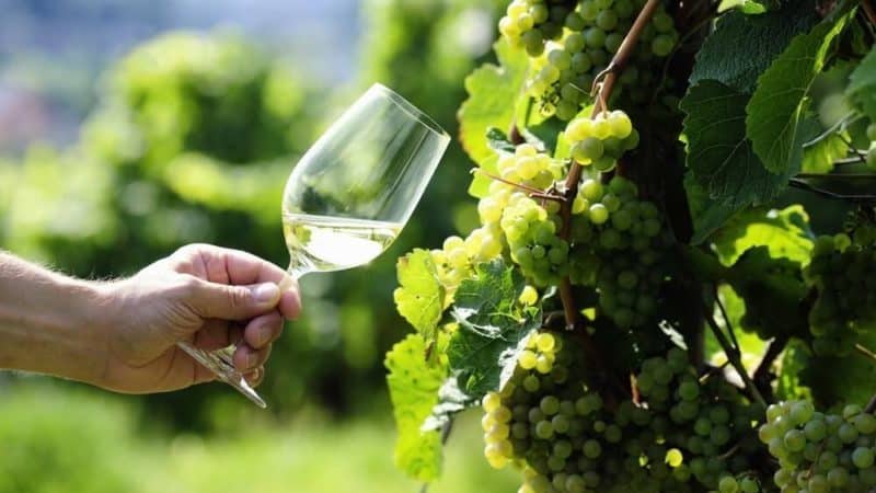 What properties should uncovered grape varieties have and which ones are considered the best?