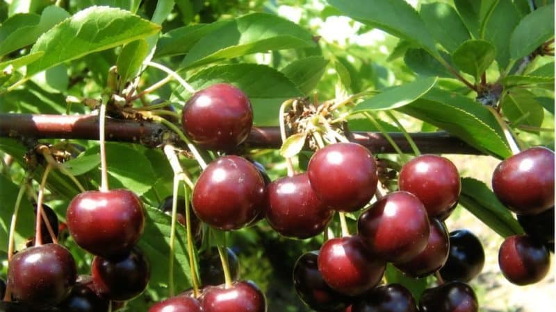 Fast-growing resistant cherry variety Tamaris