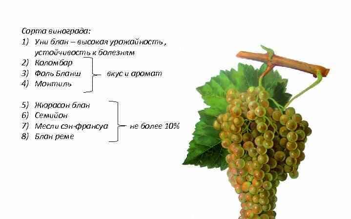 What French and Kuban grape varieties are cognac made from?