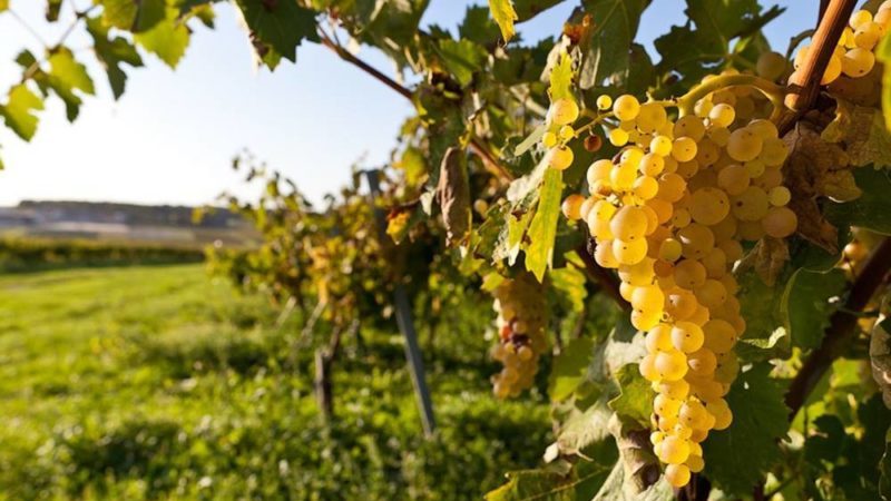 What French and Kuban grape varieties are cognac made from?