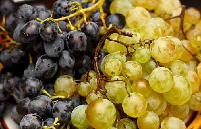 What French and Kuban grape varieties are cognac made from?