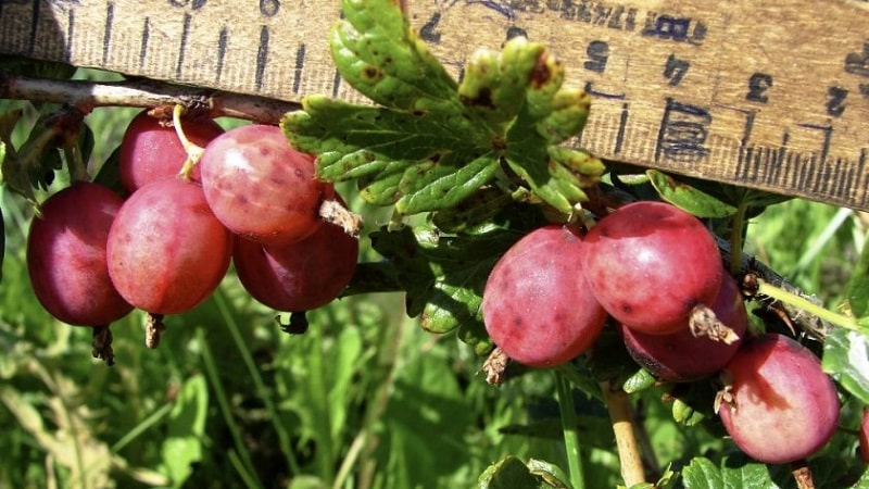 Mid-early gooseberry variety Pink 2