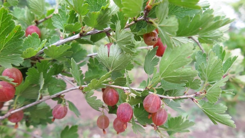 The best gooseberry varieties for the Urals and Siberia: description and reviews