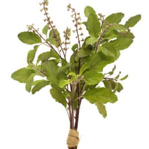 Fine-flowered basil - uses and beneficial properties