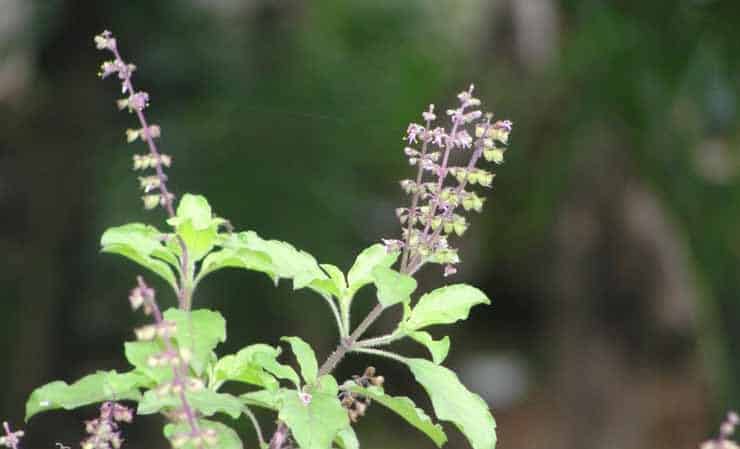 Fine-flowered basil - uses and beneficial properties