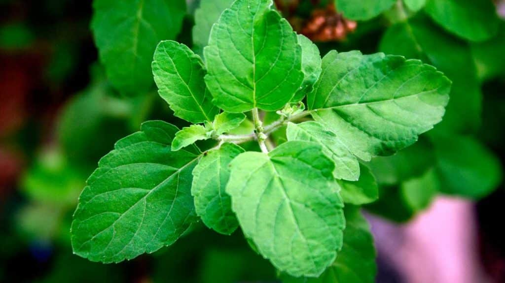 Fine-flowered basil - uses and beneficial properties
