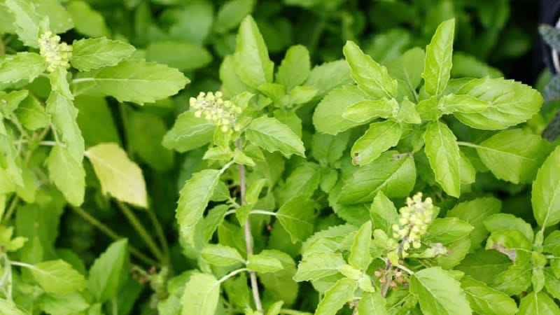 Fine-flowered basil - uses and beneficial properties