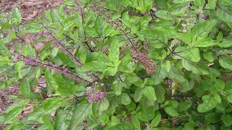 Fine-flowered basil - uses and beneficial properties