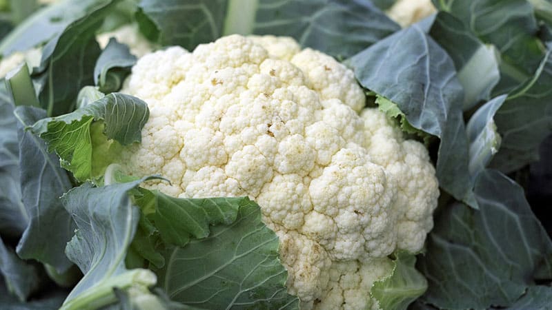 Is it possible to include cauliflower in the diet while breastfeeding?
