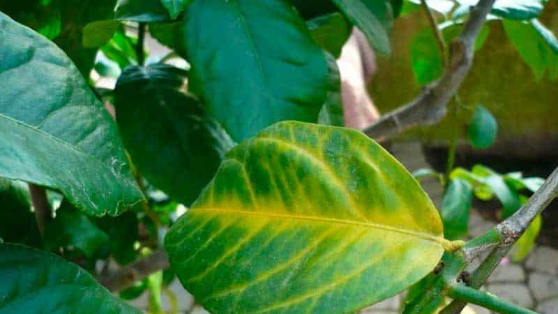 What to do if your lemon leaves fall off