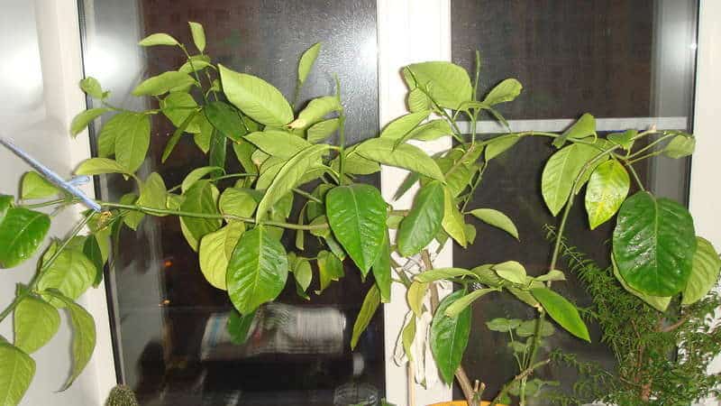 How to treat homemade lemon diseases