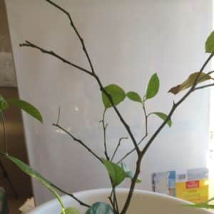 What to do if your lemon leaves fall off