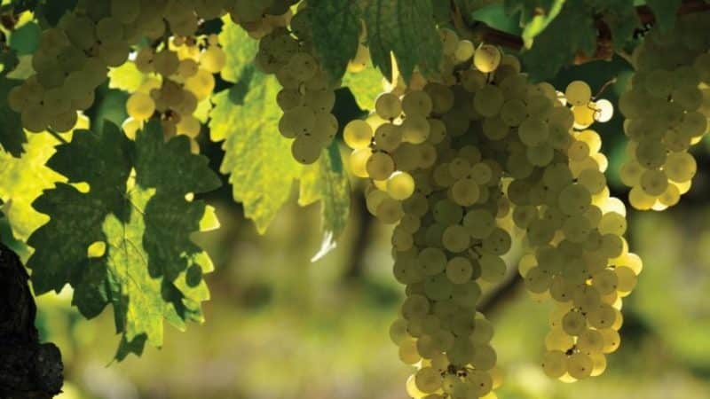 What French and Kuban grape varieties are cognac made from?