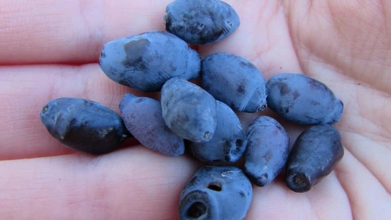 Cold-resistant honeysuckle variety Blueberry with sweet and sour fruits