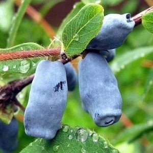 Pests and diseases of honeysuckle: signs of damage and methods of combating them
