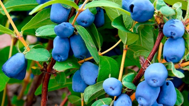 Cold-resistant honeysuckle variety Blueberry with sweet and sour fruits