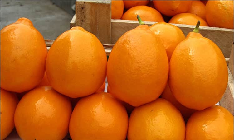 Uzbek lemon - differences and growing features