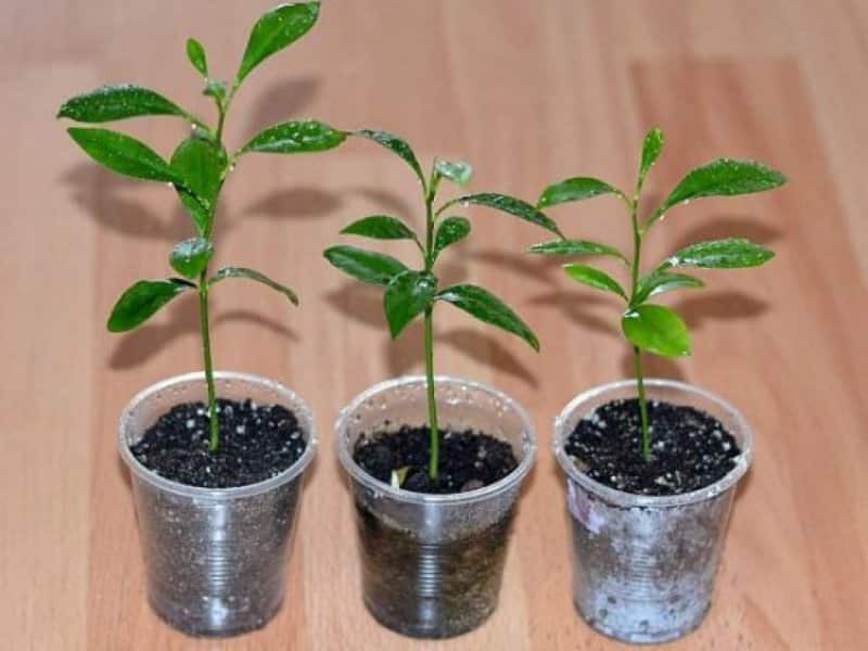 Uzbek lemon - differences and growing features