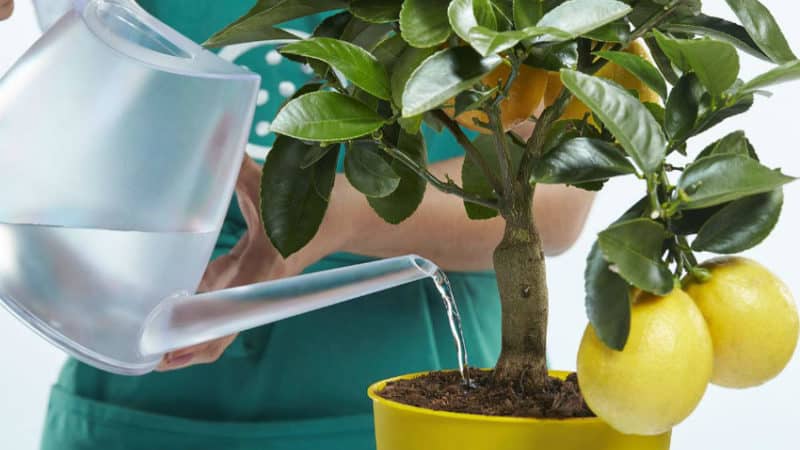 Uzbek lemon - differences and growing features