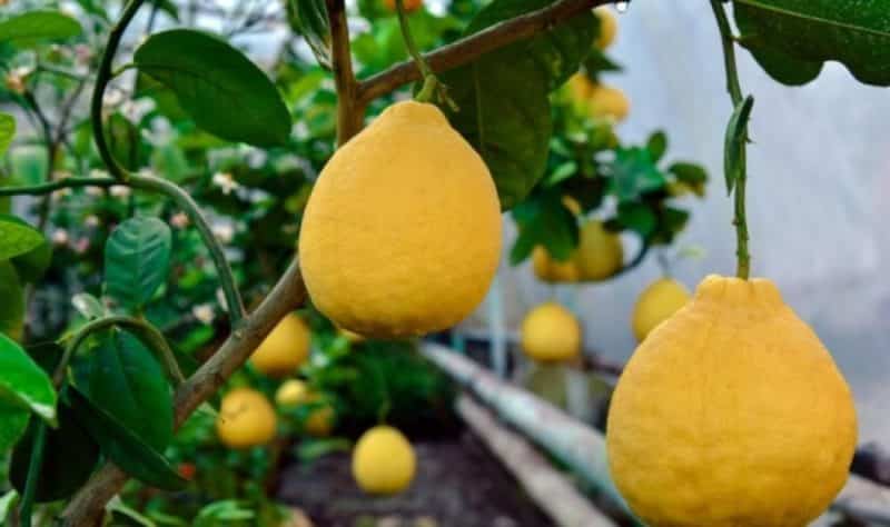 Uzbek lemon - differences and growing features