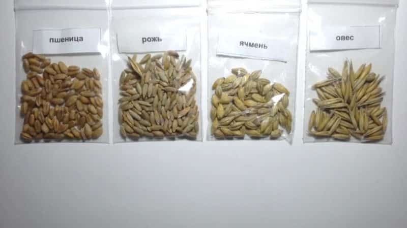 What are the differences between wheat, rye, oats and barley: photos and comparative characteristics