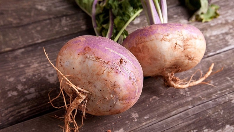 What is the difference between rutabaga and turnip
