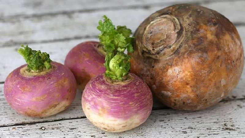 What is the difference between rutabaga and turnip