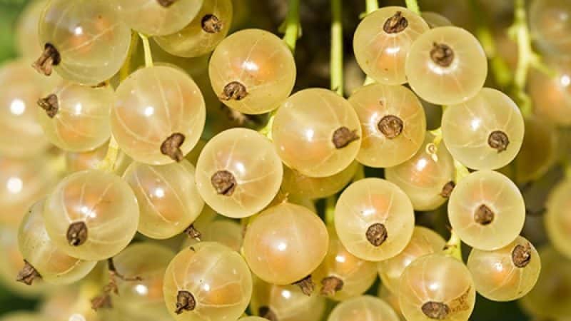 Versailles currant - description and characteristics of the variety