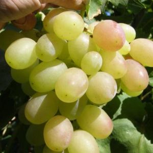 Hybrid grape Kesha - description and characteristics